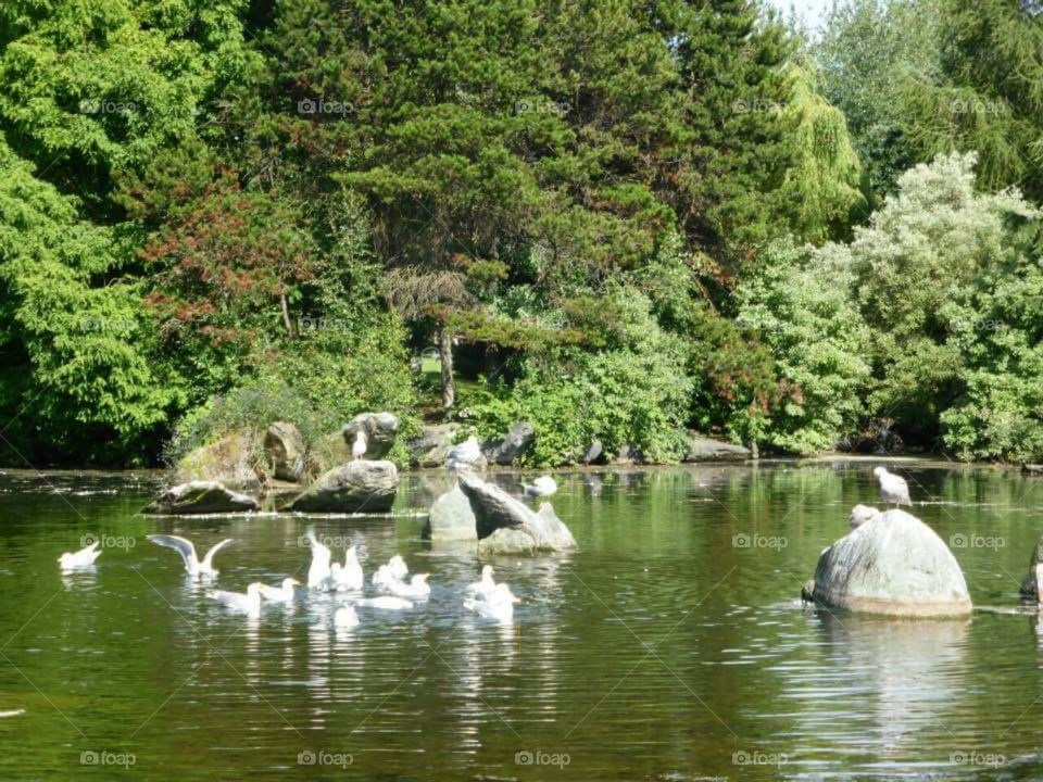 Seagulls in a pond.