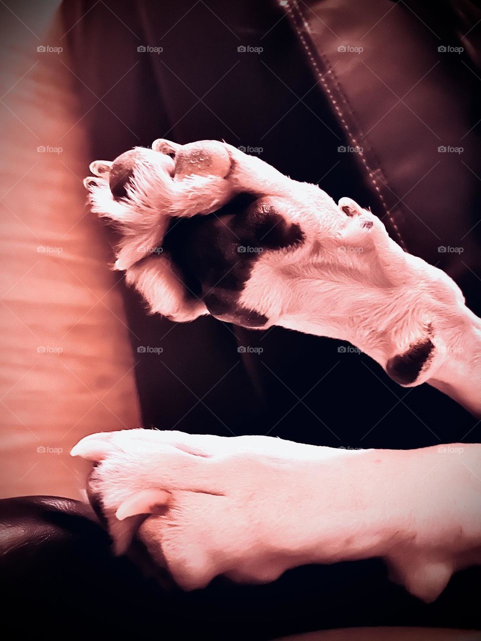 Paws of a sleeping white dog.