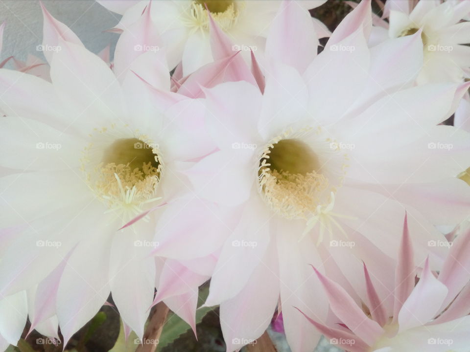 cactus blossom macro