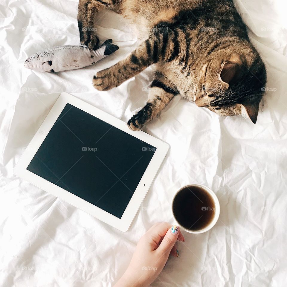 Good morning with coffee and tablet. Lazy cat.