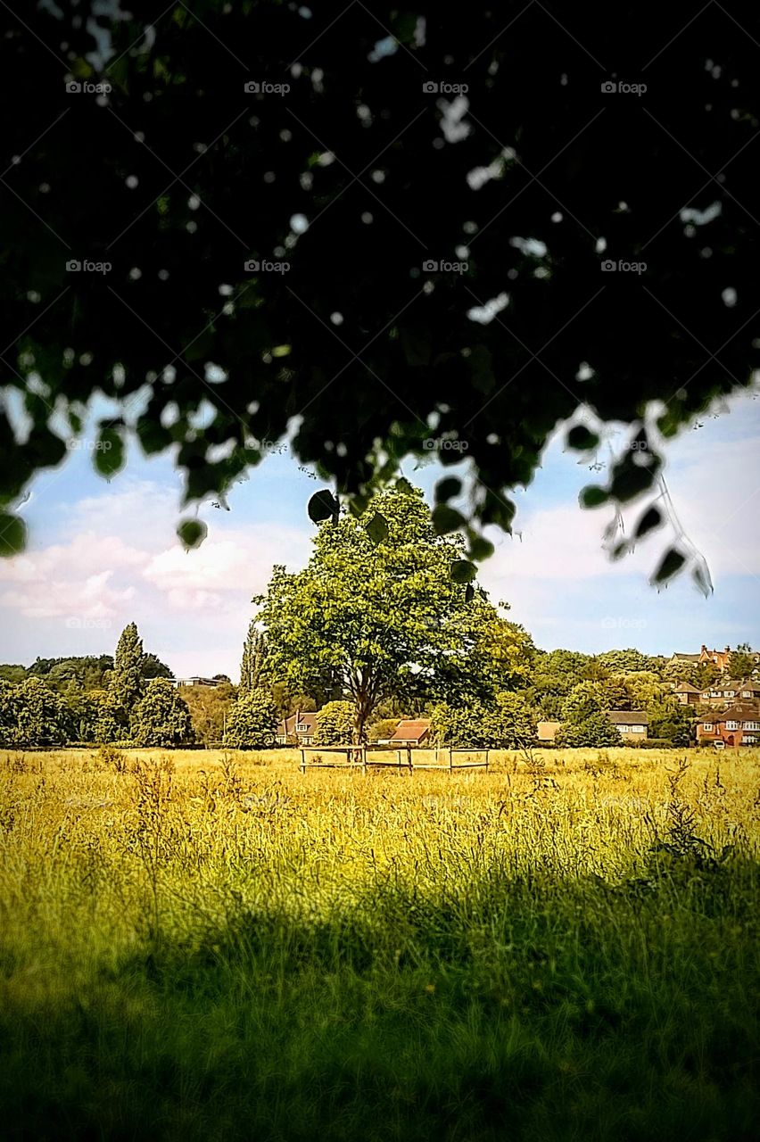 field, tree