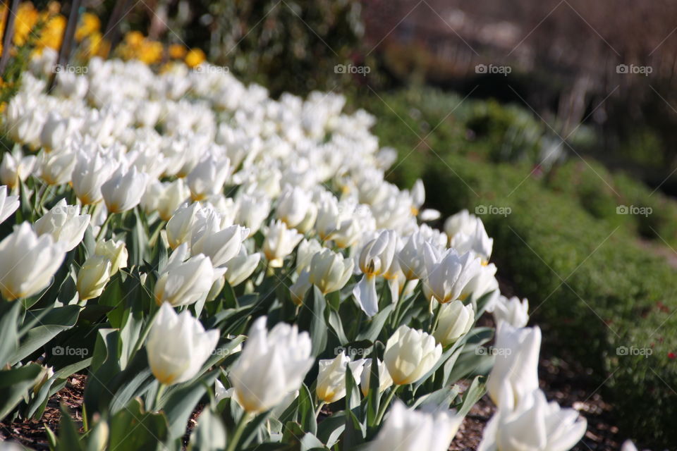 White tulip flowers growing on field