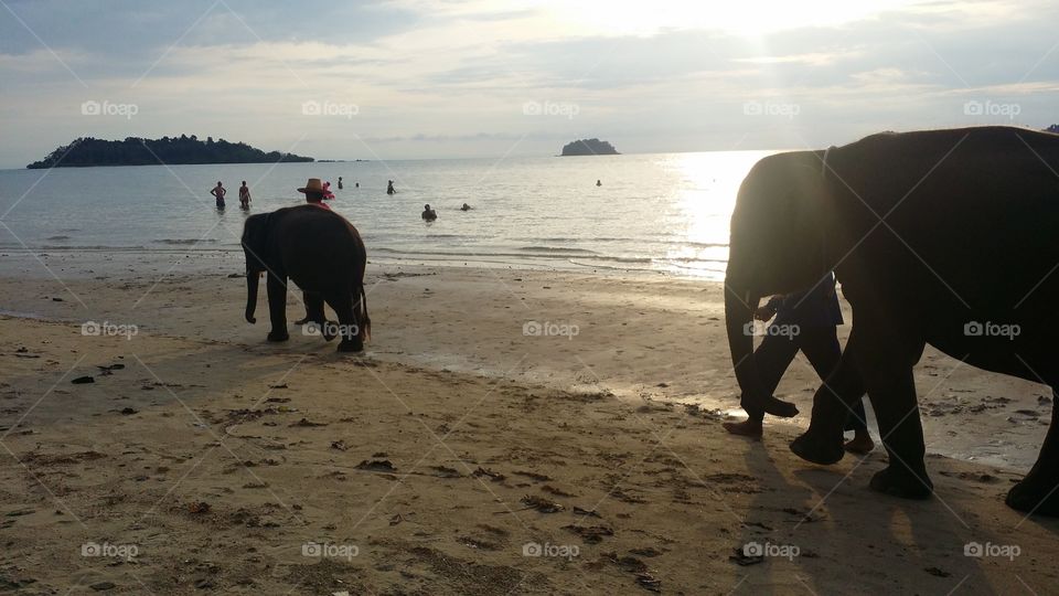 Sunset, elephant on the beach 2