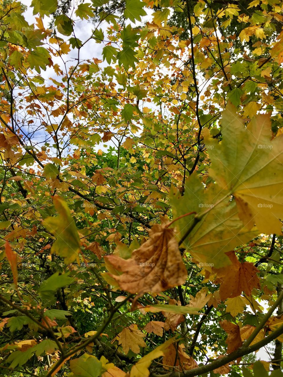 Fall leaves!! 🍂🍁