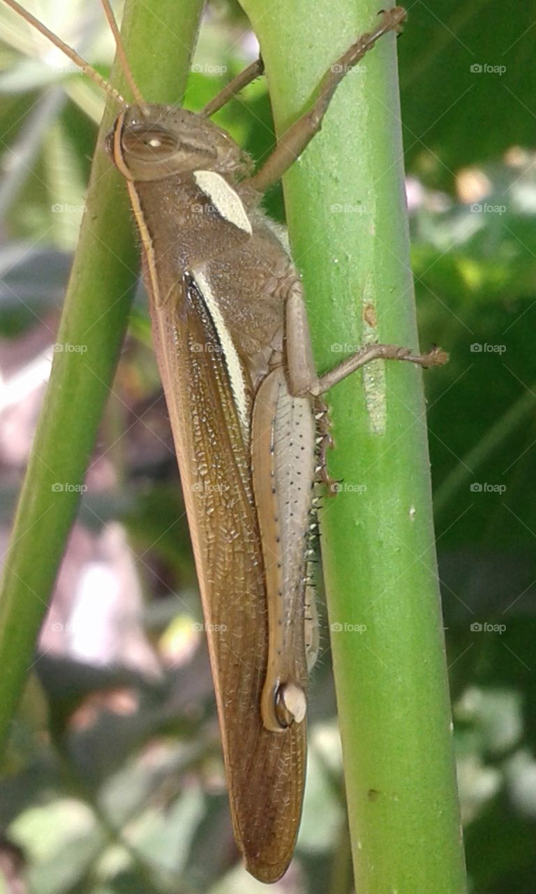 Grasshopper