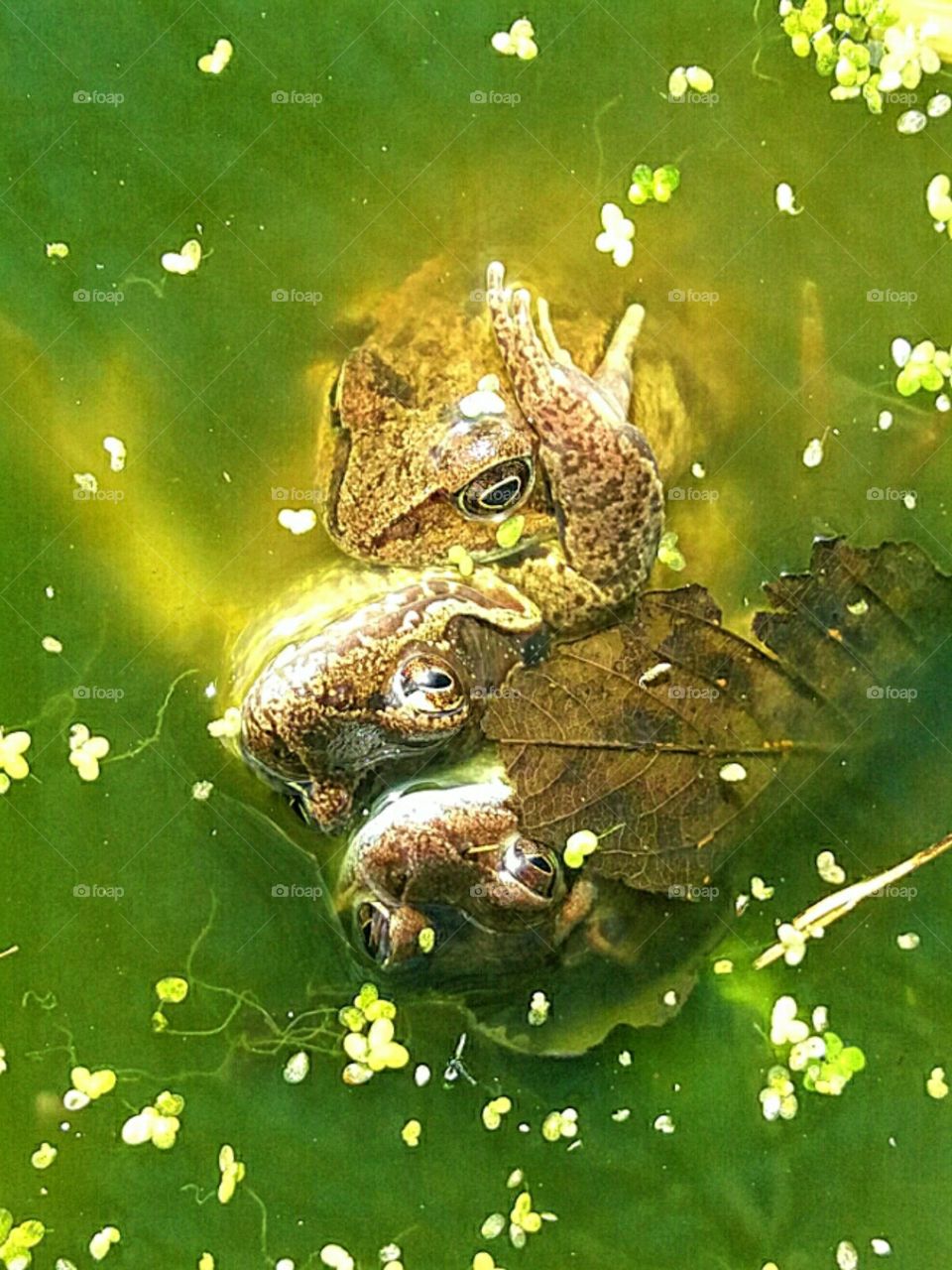 Frog mating/Accouplement de grenouilles