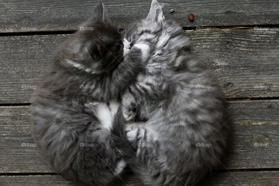 Fluffy little cats