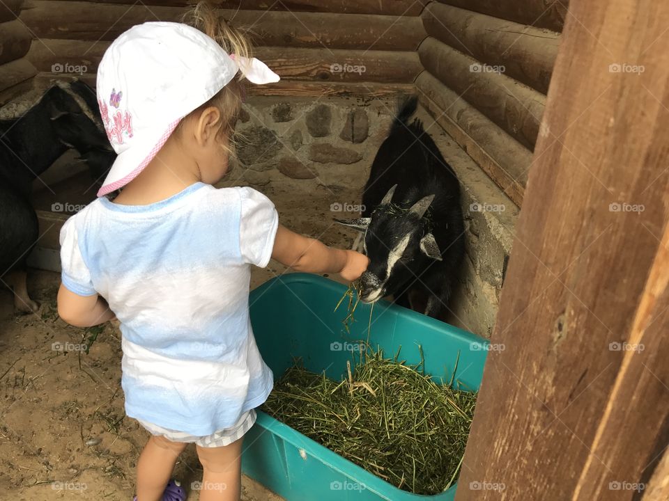 Baby feed baby goat