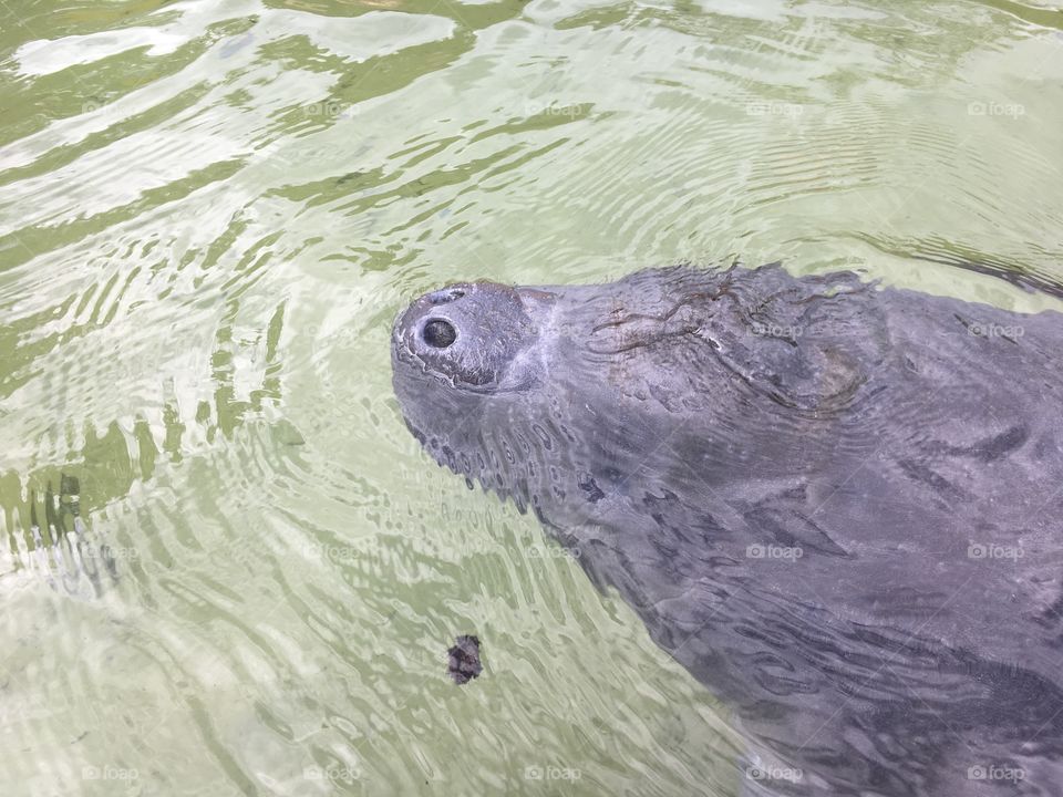 Manatee