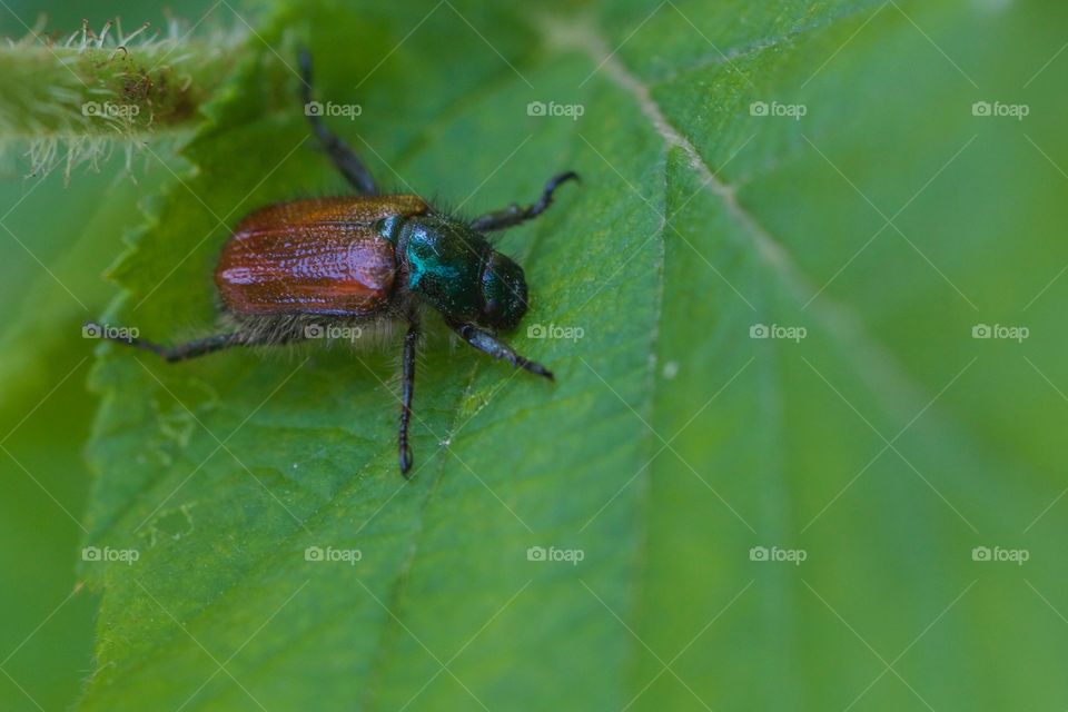 Elevated view of beetle on leaf