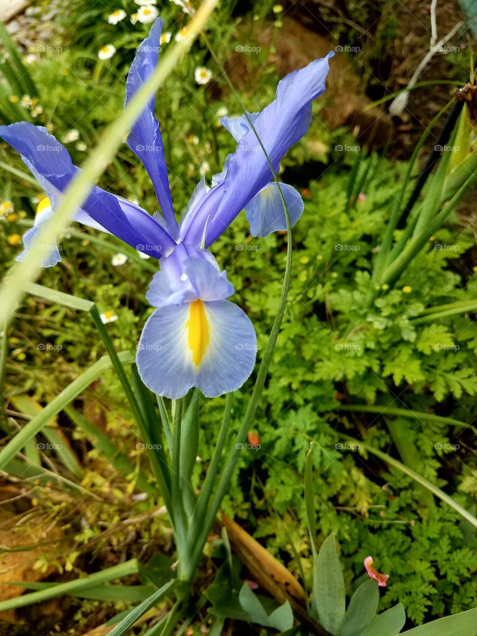 Flower Iris