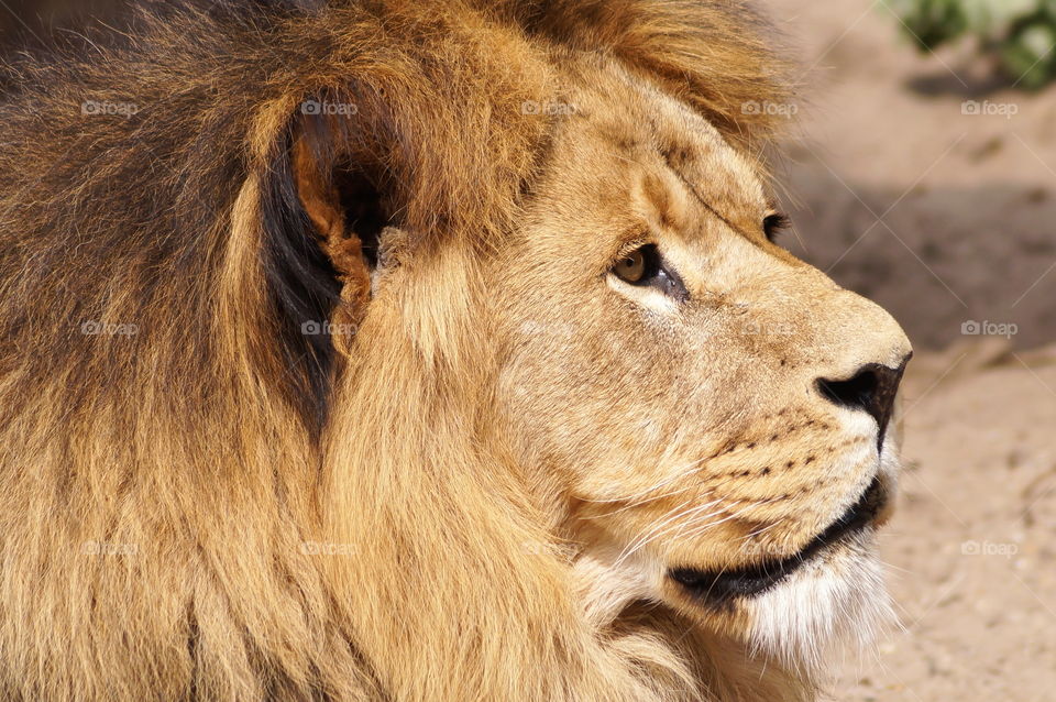 A side head shot of a lion