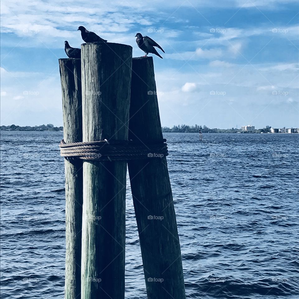 Birds on post