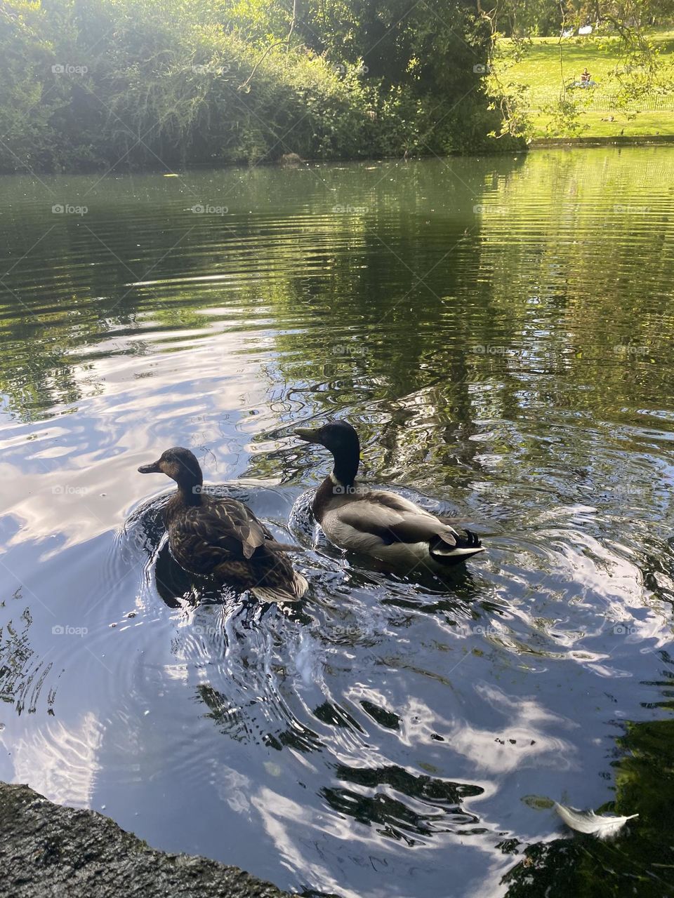 Ducks in the pond