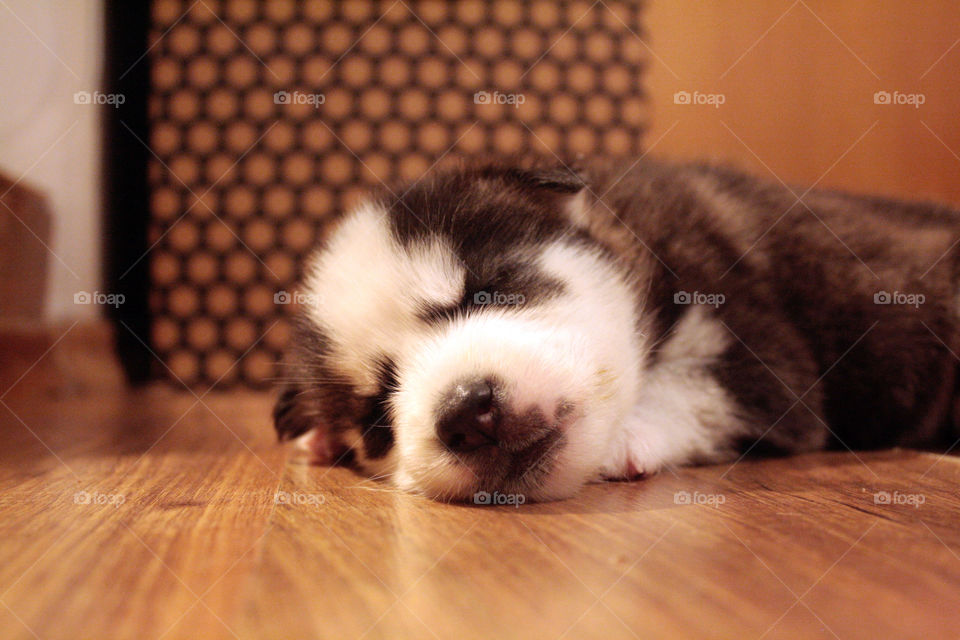 Husky puppy sleeping