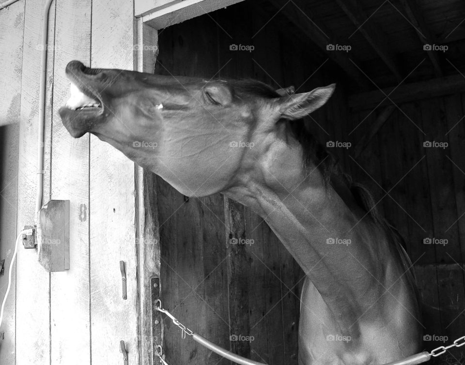 Kelly's Prize feeling Great. Kelly's Prize feeling a little frisky in her stall the morning after winning and paying 112.50 

ZAZZLE.com/FLEETPHOTO 