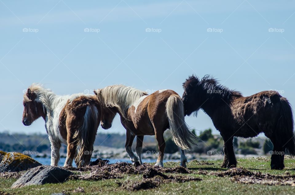 Shetland ponies playing together