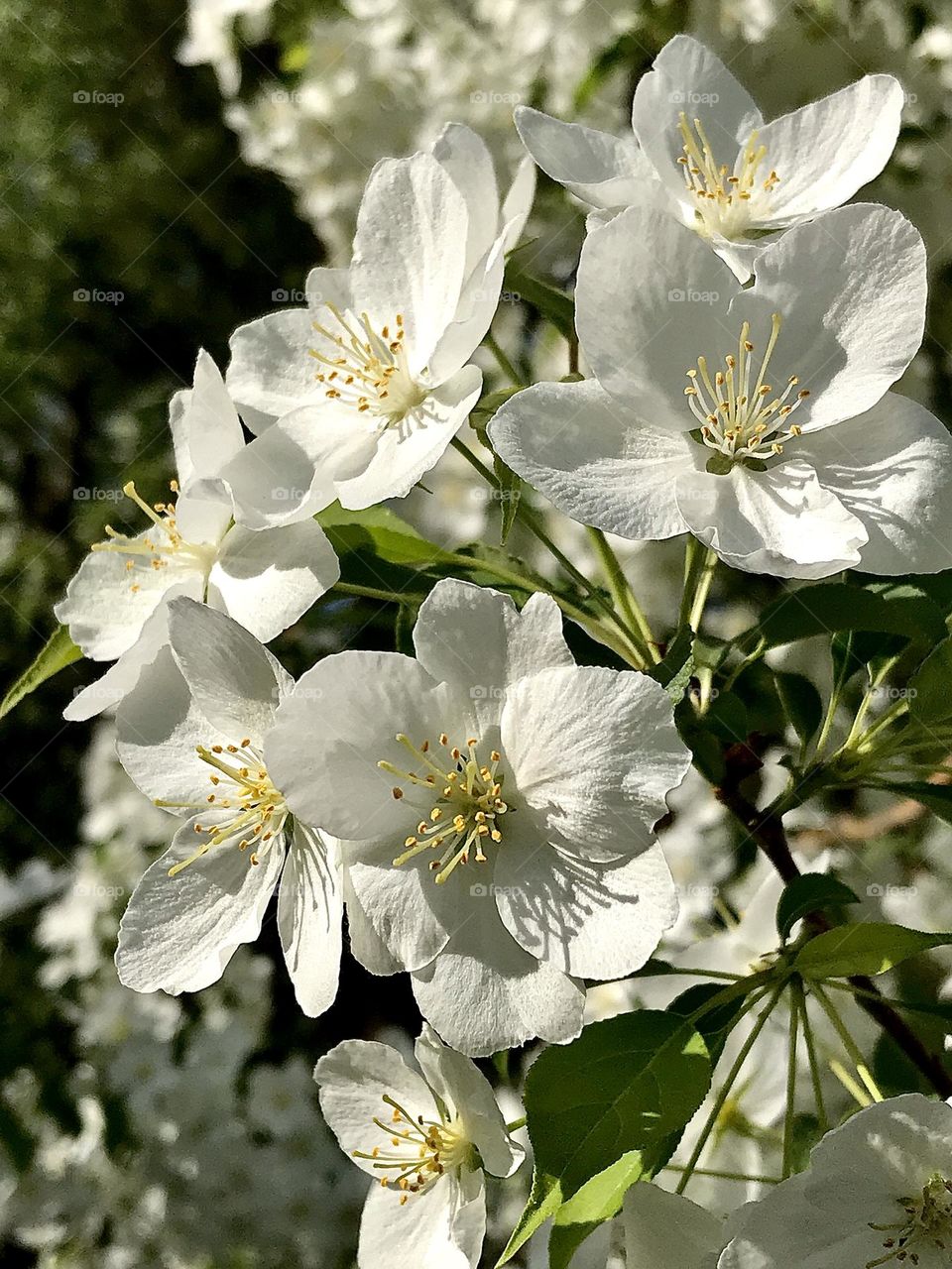 White flowers in the summer 