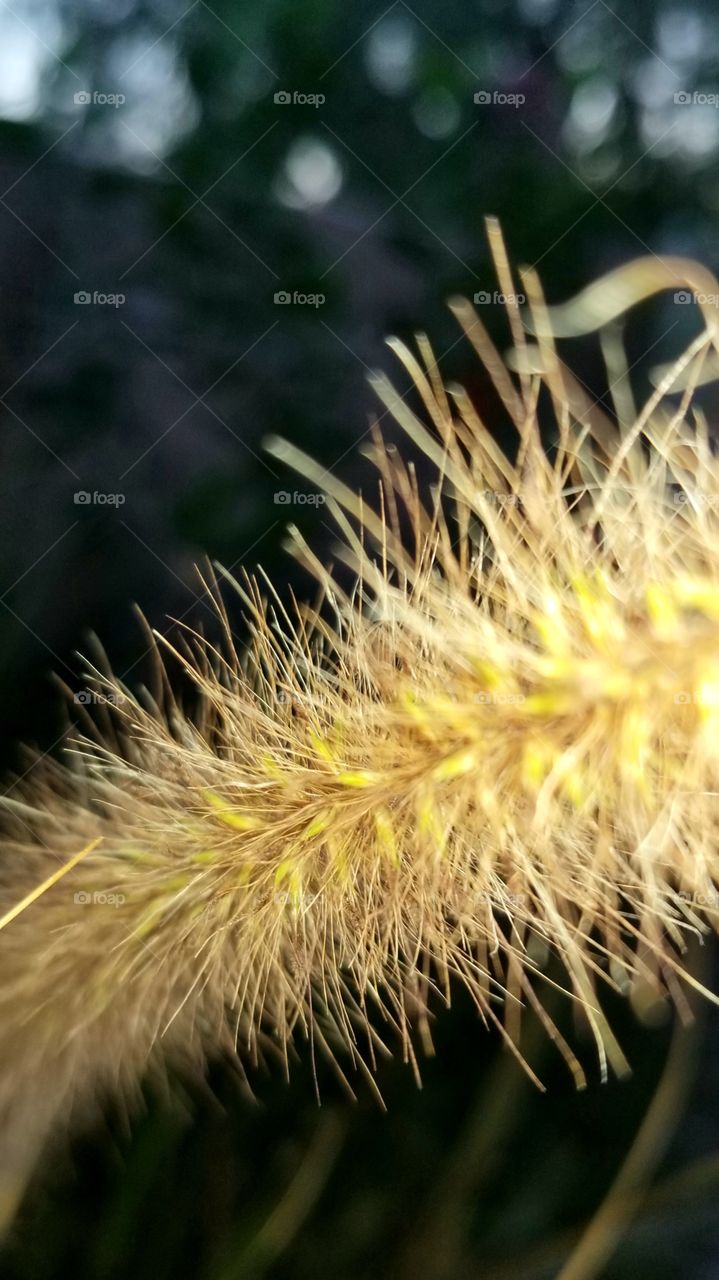 Pampas grass produce these fur-like fronds.