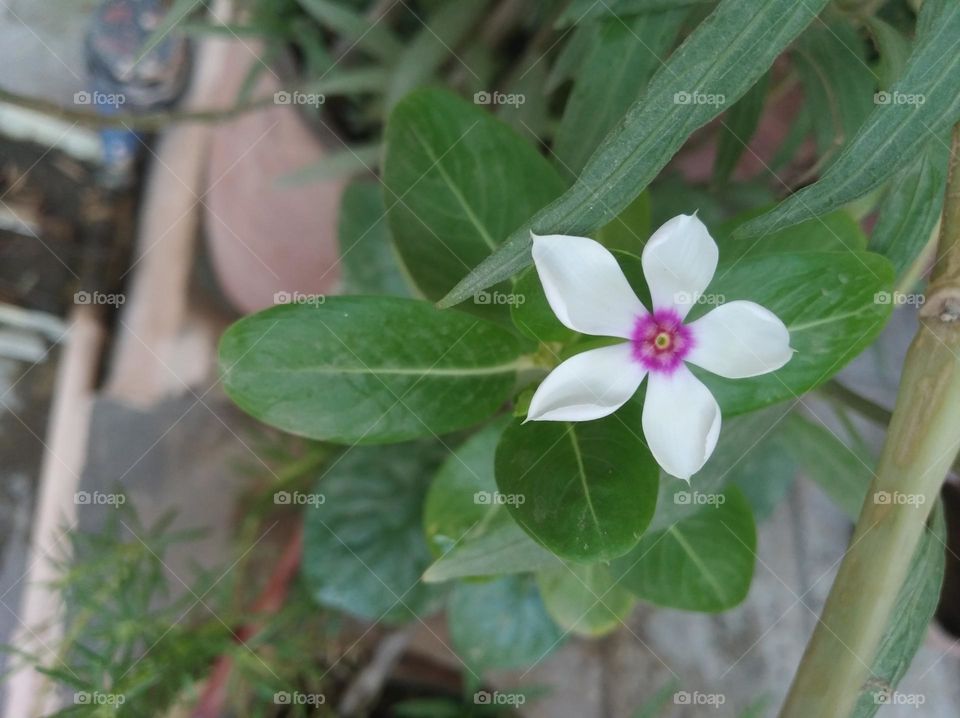 periwinkle white flower looks very beautiful generally found everywhere seasonal fresh