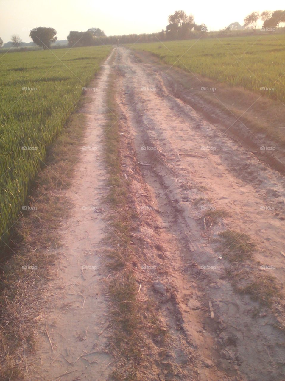 Muddy way between fields