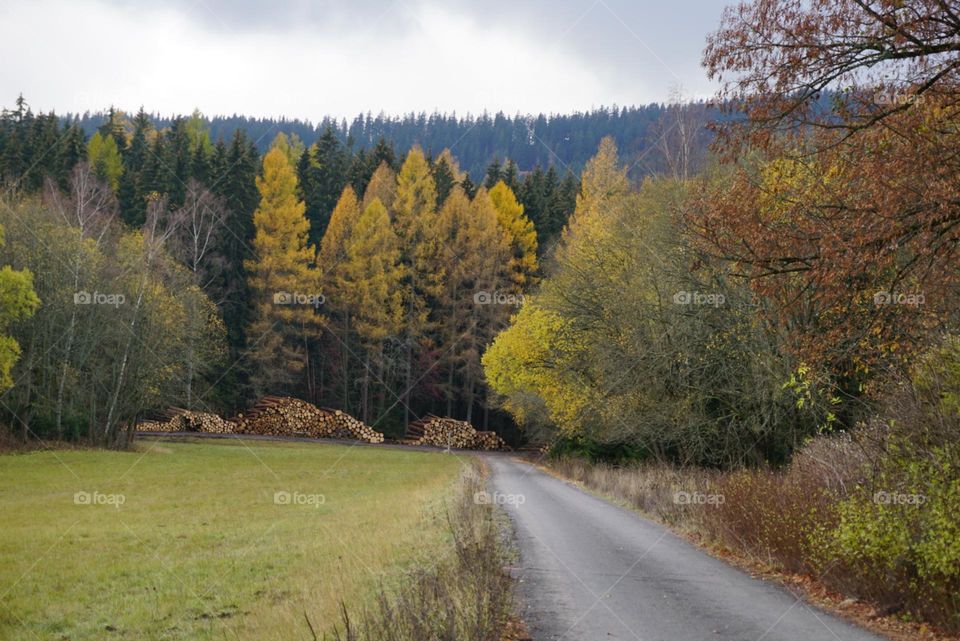 Autumn#road#trees#leaves#colors
