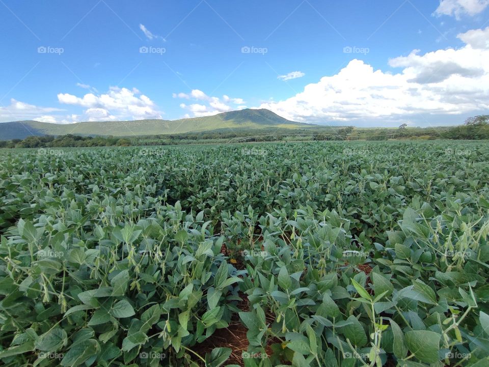 Soybean Field