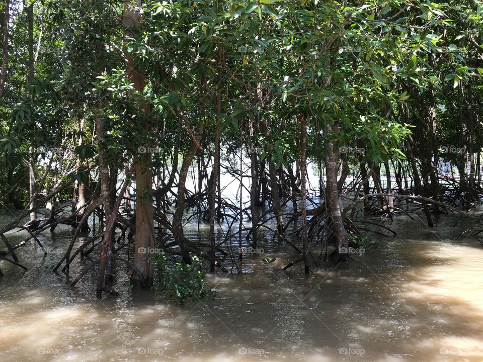 Mangrove forest