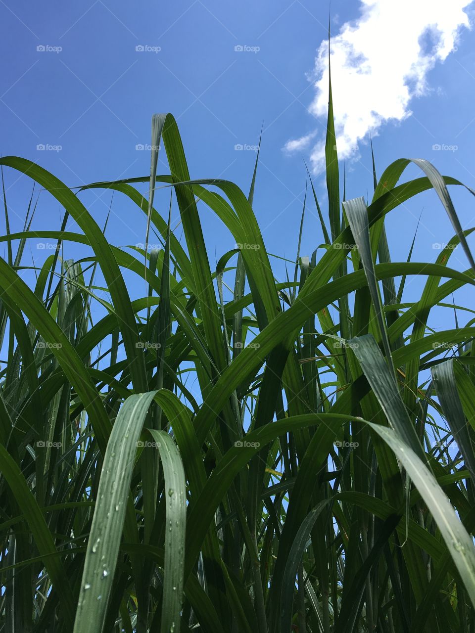 Monster Grass as cloud covers sun after rain