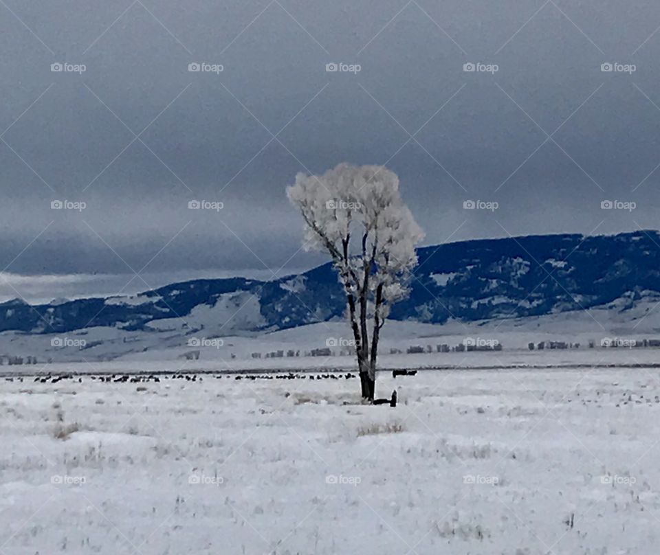 A solitary snow-frosted tree stands resolutely in a snowy field on a wildlife preserve in Jackson, WY 2019