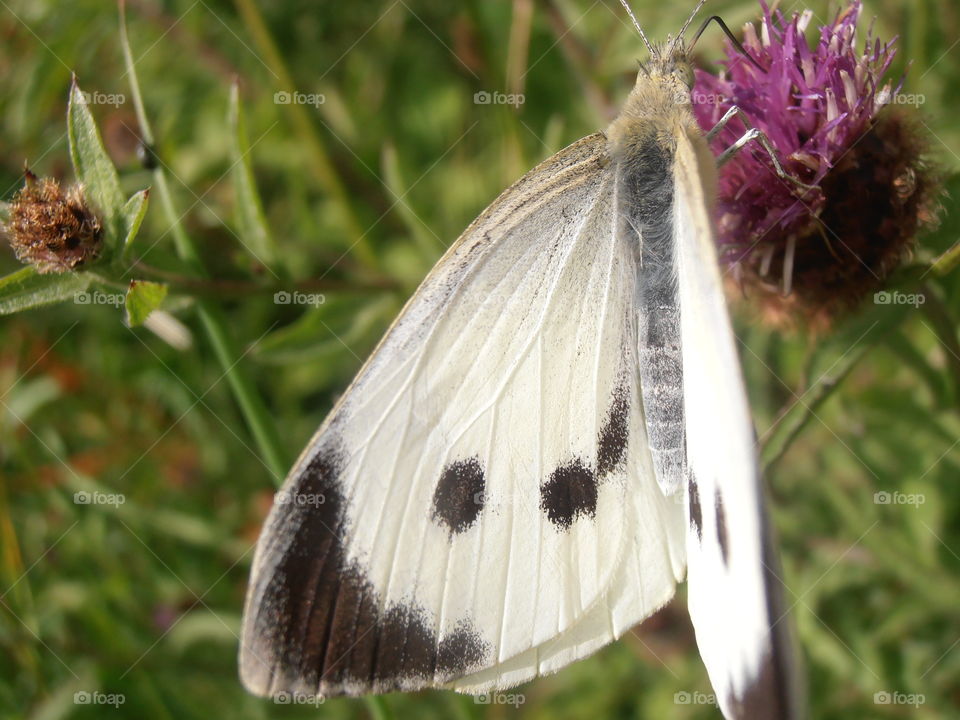 Black And White Butterfly