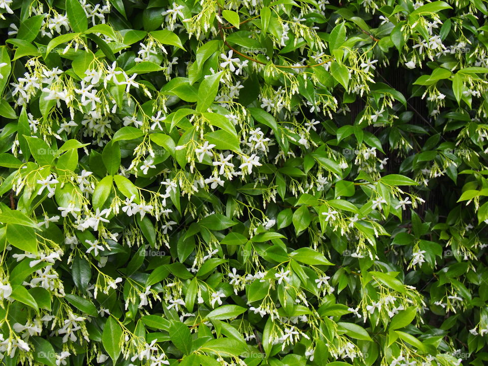 Full frame of jasmine