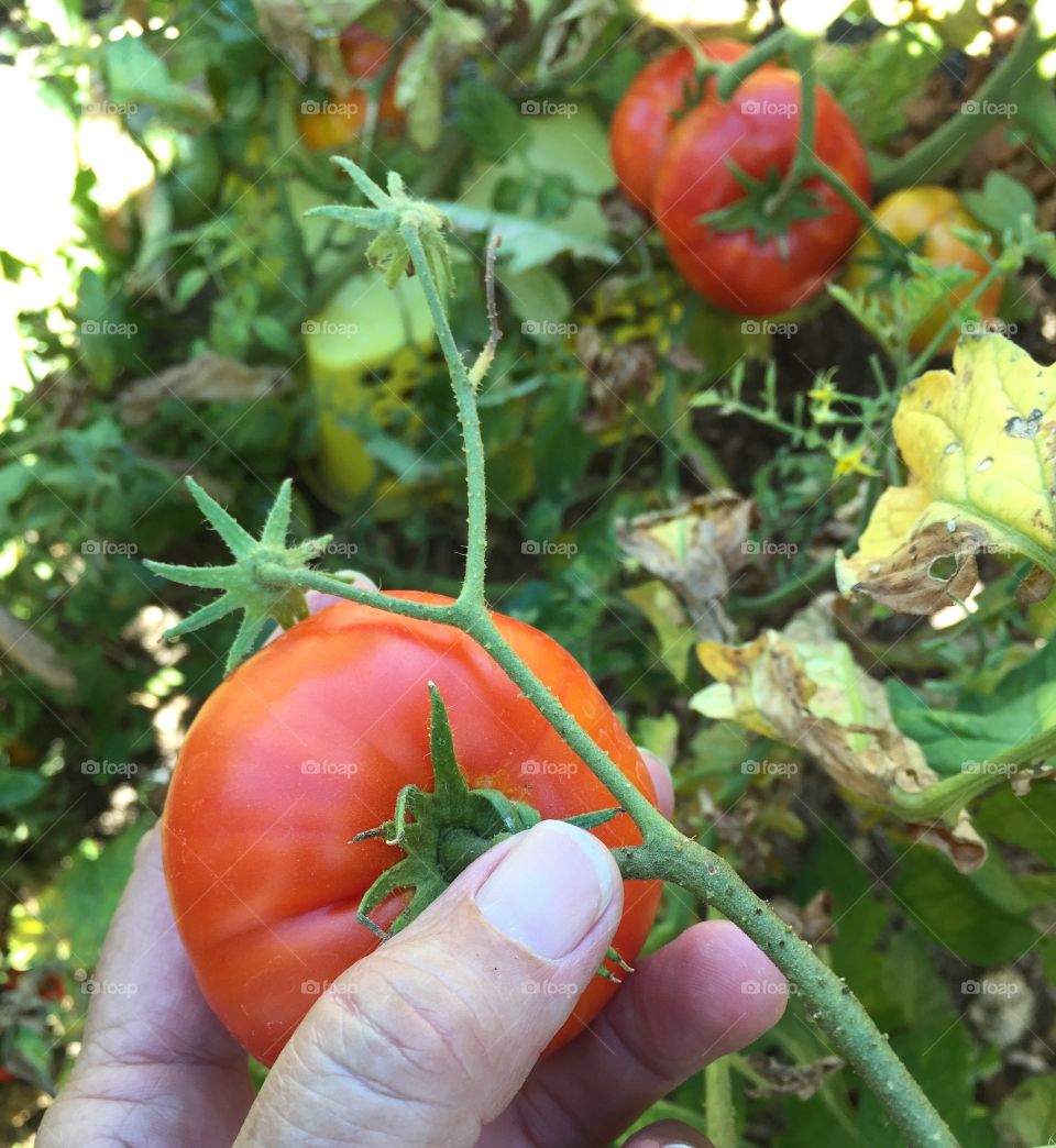 Tomato gardening