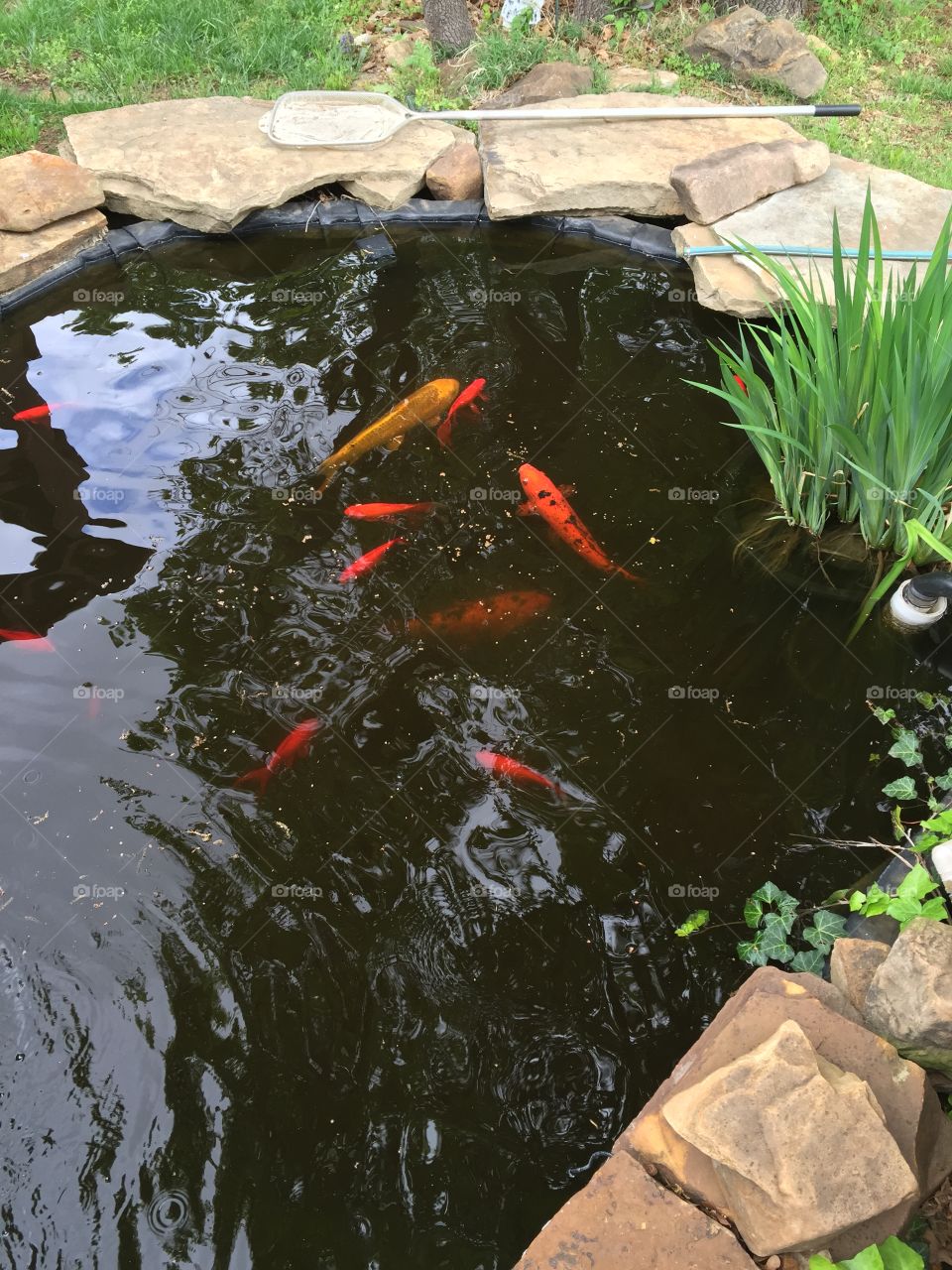 Koi Pond 