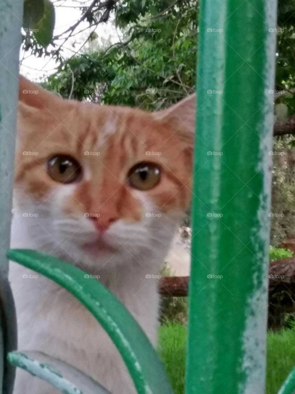 Beautiful cat looking at my camera.