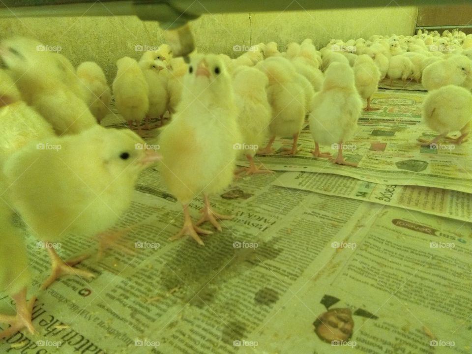 Chicks
