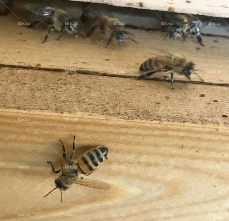Closeup Bees at a Hive 2