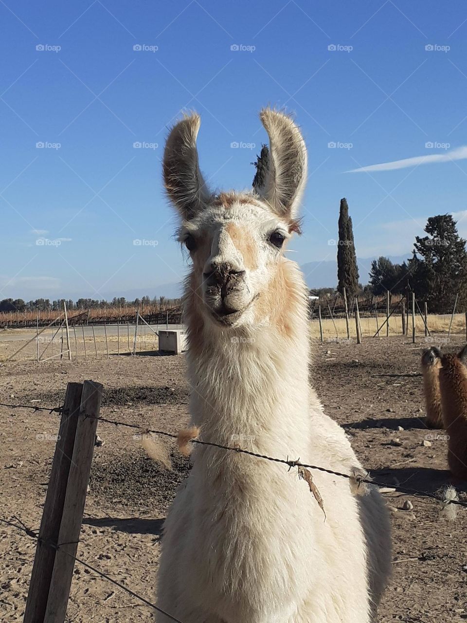 la llama andina