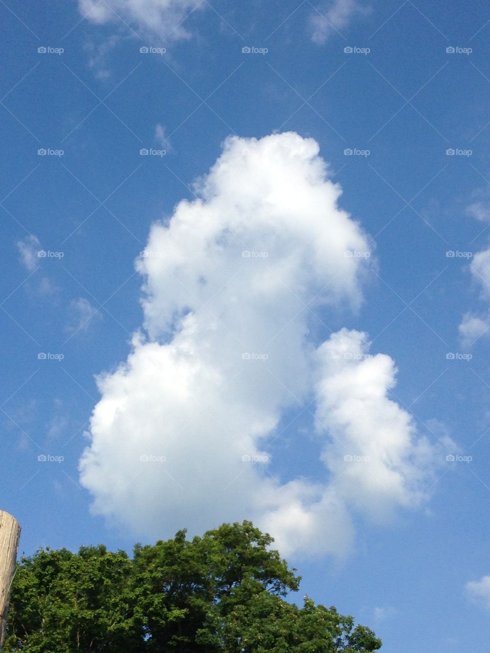 Poodle cloud