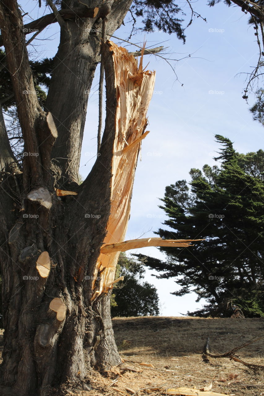 broken tree