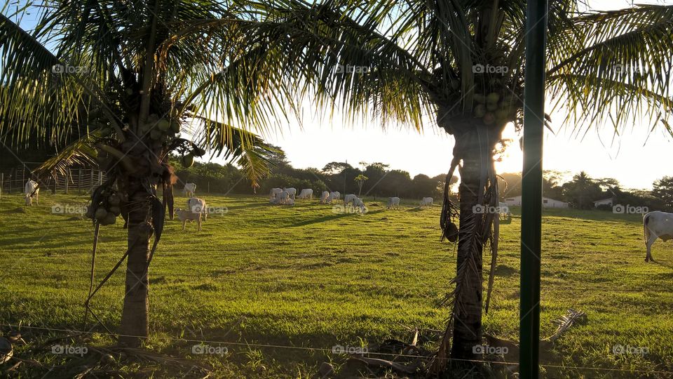 Coconut trees with cows in background on a farm.