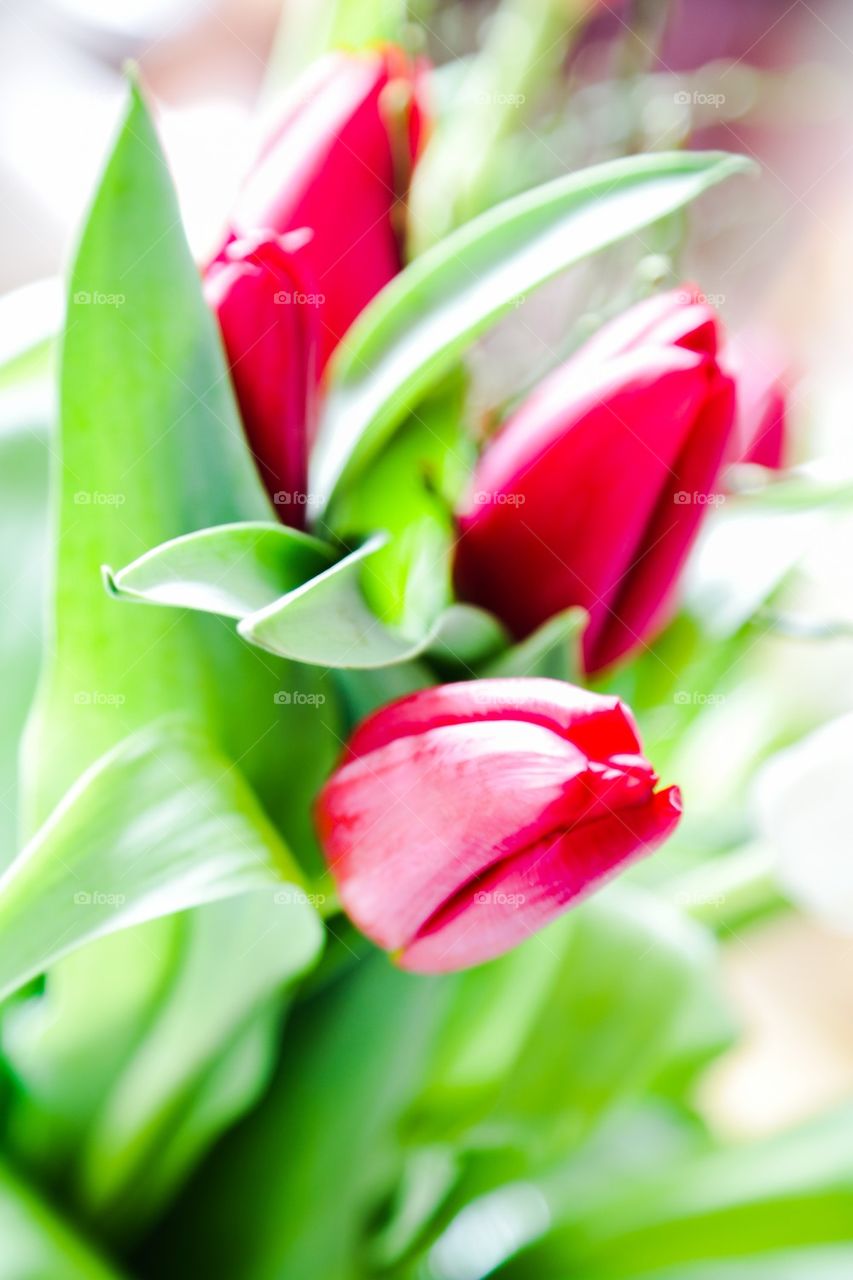 View of red tulip flowers