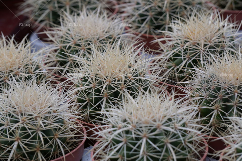 many cactuses 