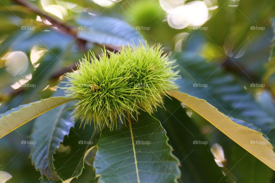 Chestnut tree with fruits