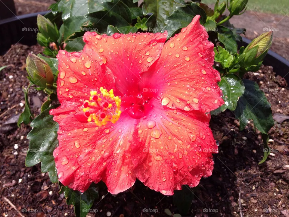 Hibiscus 