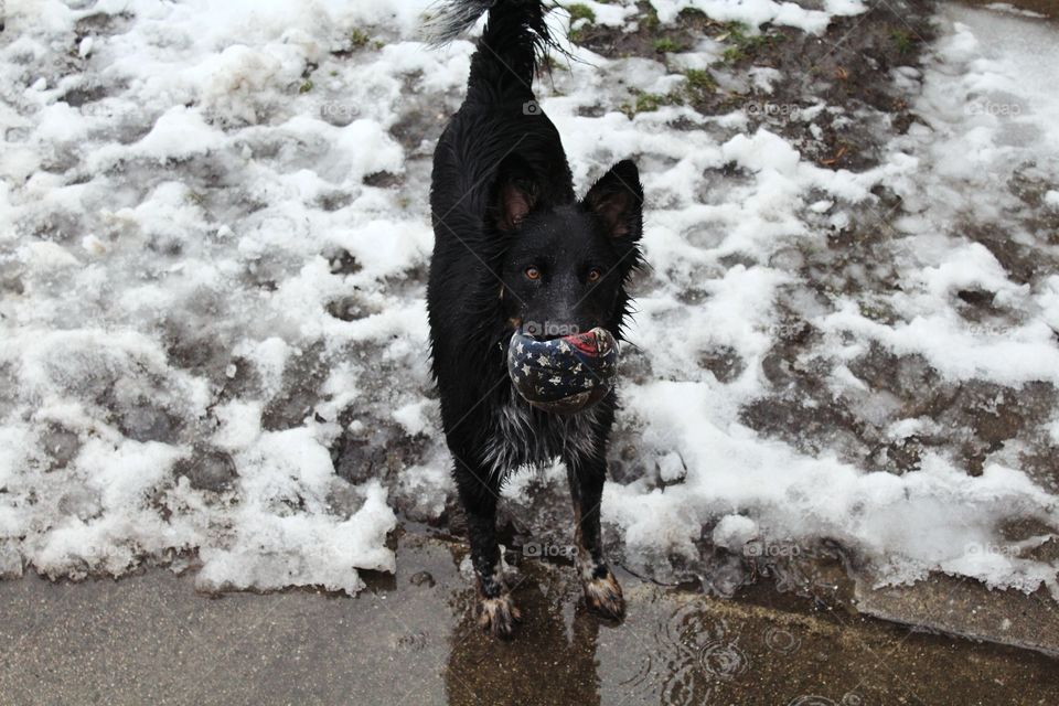 Border Heeler mix dog blue heeler collie eyes ears tail snow mud rain raining wet happy playing ball toy animal puppy canine playtime outside weather cold outdoors storm cattle dog 