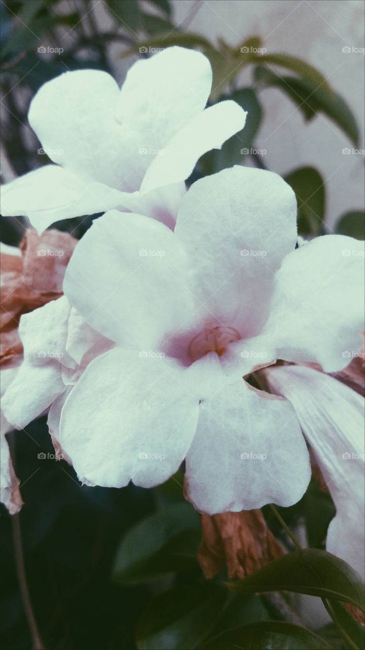 whitepurple flower