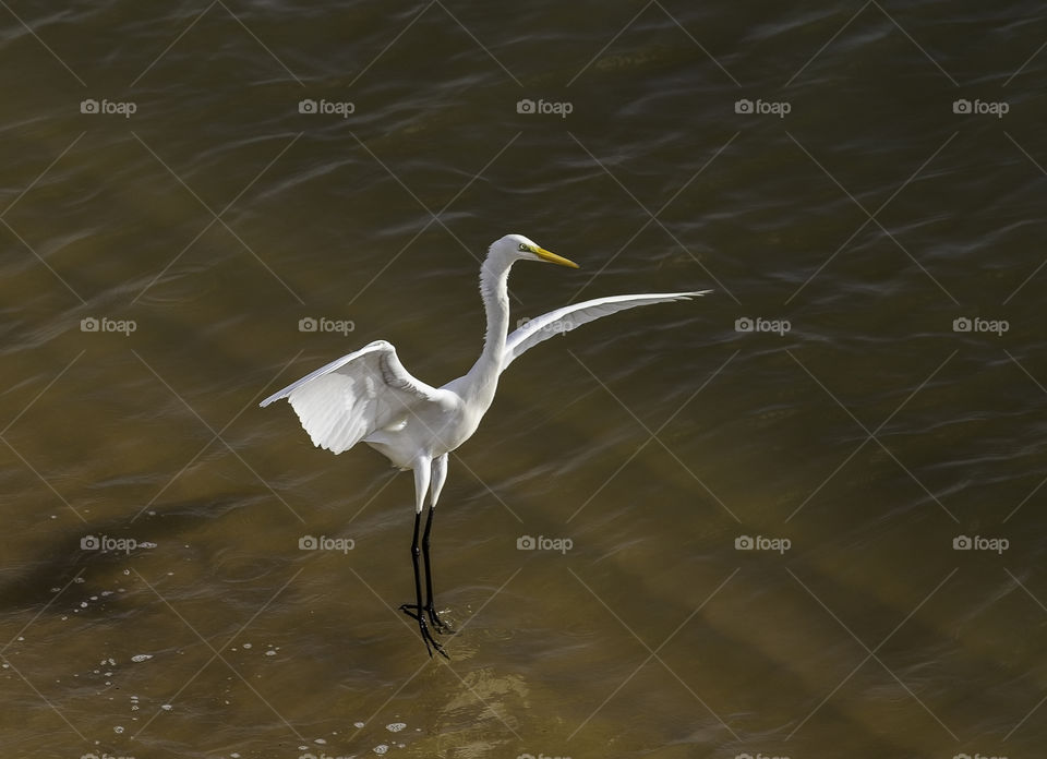 white heron perching on the seashore