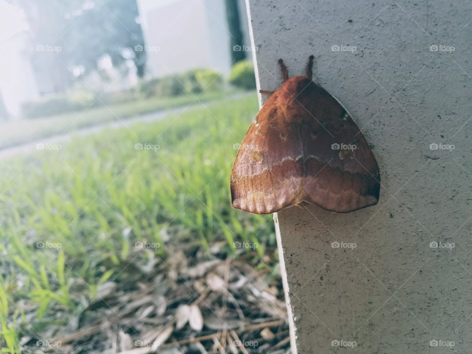 Orange moth on concrete post in sunny daylight