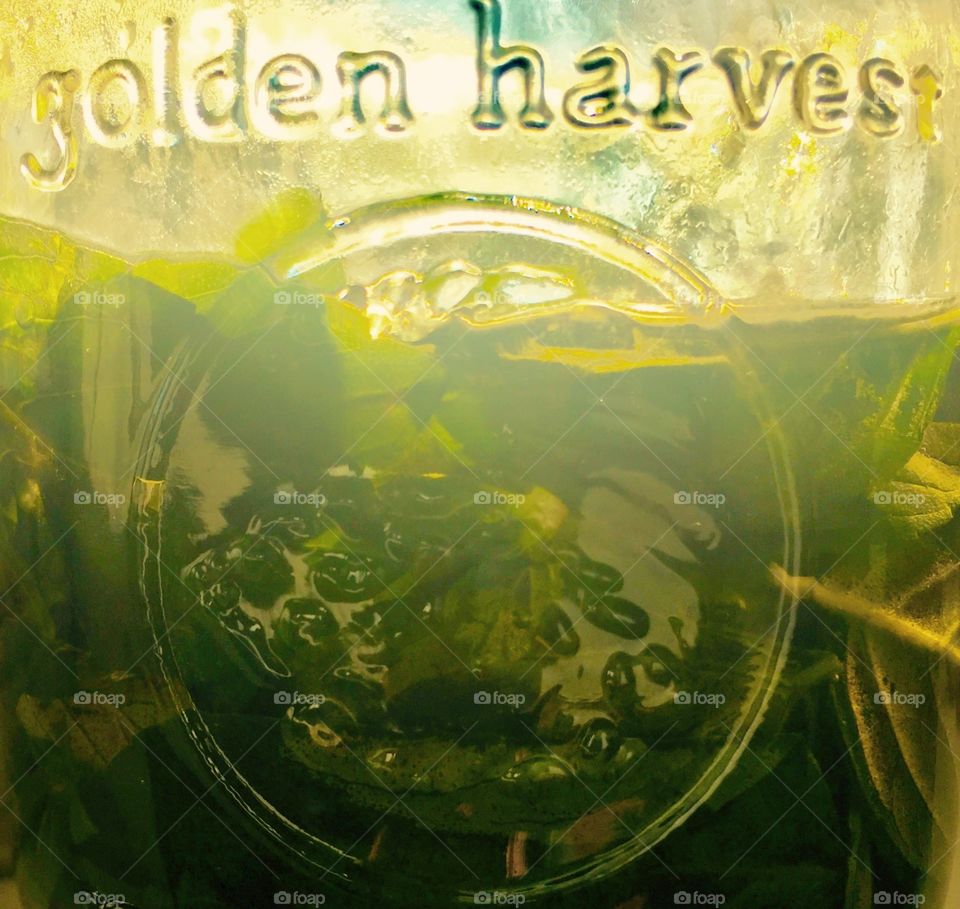 Basil infused olive oil in a golden harvest mason jar